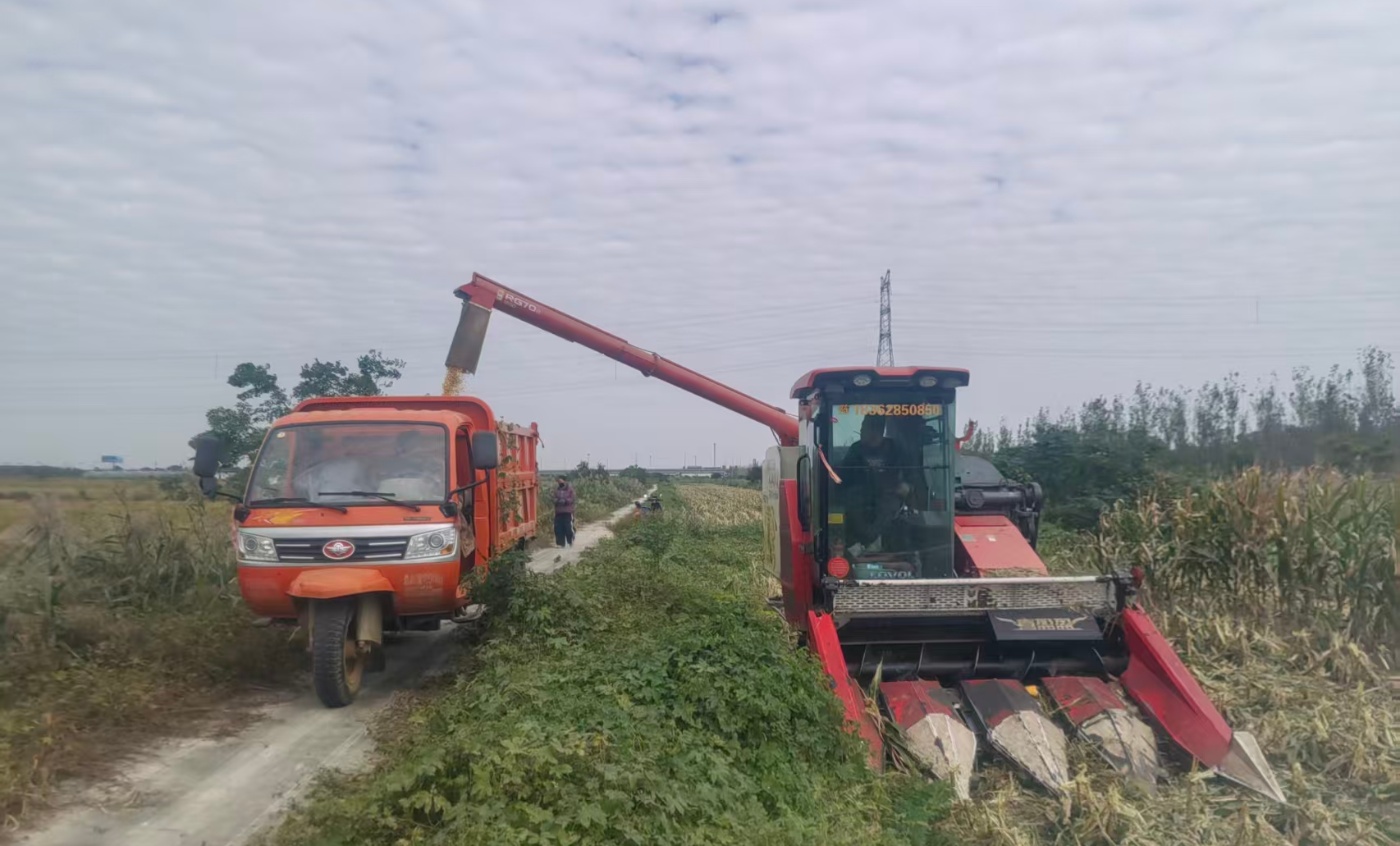 倉儲中心收玉米20251027_副本